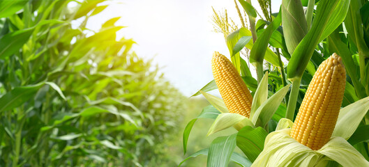 Corn cobs in corn plantation field.