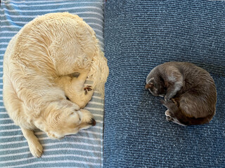 Yin-Yang gray cat and golden retriever dog friends sleeping on blue blankets on bed