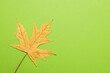Leinwandbild Motiv Autumn leaf on green background, space for text