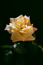 Yellow Rose Against Black Background