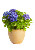 Fototapeta Tulipany - Blooming Hydrangea in flower pot isolated on transparent background