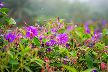 Sticker - purple flowers in the garden