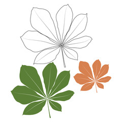 Wall Mural - Set of vector chestnut leaf outline and coloured icon. Simple chestnut leaves illustration for logo. Realistic hand drawn leaves illustration set on white background.