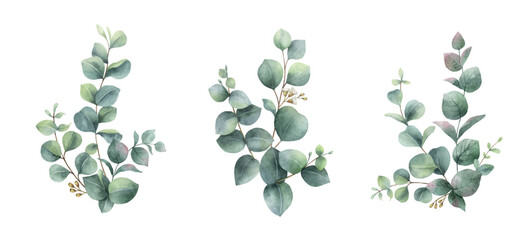 watercolor vector set of bouquets of green eucalyptus branches.