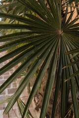 Closeup of green exotic tropical palm leaves. Summer nature background