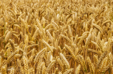 golden wheat field in summer