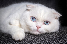 White Scottish Fold Cat, Blue-eyed Cat, Far Away Thinking Cat