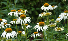 Lovely White Coneflower Plant With A Green Background. Other Names Of This Plant : Echinacea Purpurea, Eastern Coneflower, Hedgehog Coneflower, Or Echinacea