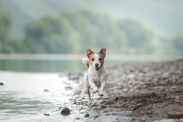 Wall Mural - flying dog. Active jack russell terrier jumping in the water. Active holiday with a pet