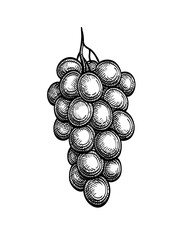 Canvas Print - bunch of grapes ink sketch.