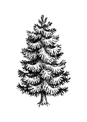 Wall Mural - fir tree ink sketch.