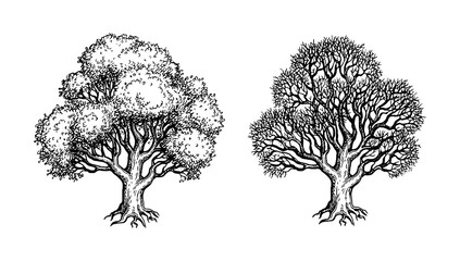 Wall Mural - oak trees ink sketch.
