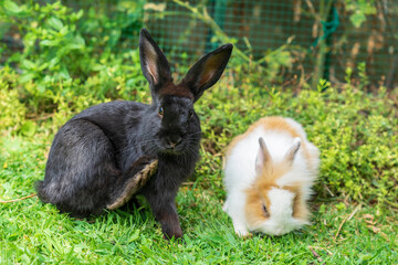 Two rabbit cubs in a meadow. Cute opposite colored bunnies play and keep company. Love between animals, friendship and a moment of play. Pet photography. A black rabbit scratches itself with its paw.