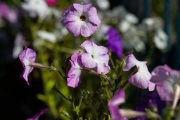 Mix of pink and white flowers close up on sunny day against blurred grass background