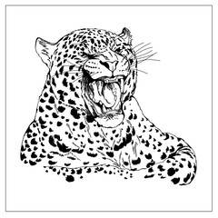Wall Mural - Hand drawn sketch style leopard isolated on white background. Vector illustration.