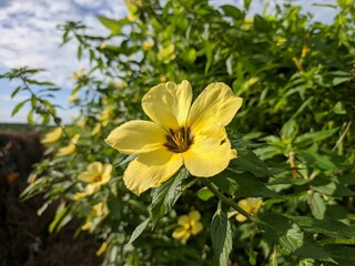 Wall Mural - Damiana Flower (Turnera Ulmifolia) blooming in the morning