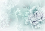 Fototapeta Kwiaty - Blue  peony  flowers  and petals peonies   Floral background.  Close-up. Nature.