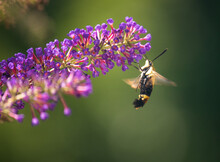 Hummingbird Moth With Purple Flower