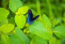 Red-Spotted Purple Butterfly Sitting On Leaves At Roswell Park In Roswell Georgia.