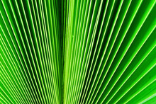 Palm Leaf, Green Leaf Background