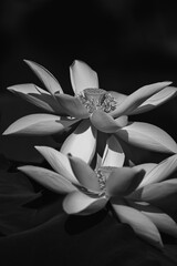 Wall Mural - closeup of two lotus flowers in black and white