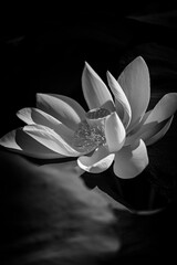 Wall Mural - closeup of lotus flower in black and white