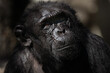 © Azahara - Close up facial portrait of an adult chimpanzee looking up in the dark
