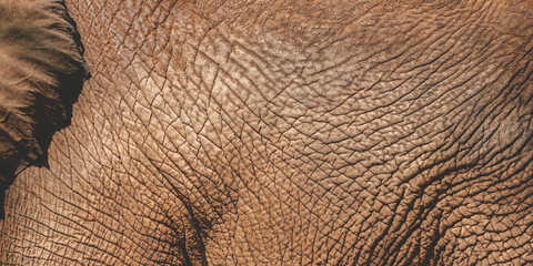 old African elephant texture leather skin, background of animal, abstract nature of mammal rough detail, biggest wildlife from wild safari zoo, large macro shot in grey color and wrinkle skin