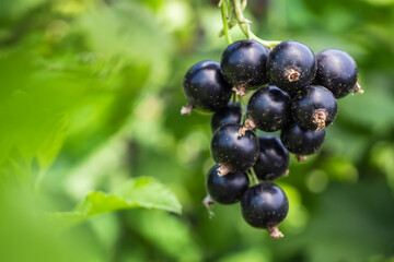 Back currant on a branch in the garden. Ripe and juicy black currant berries on the branch. Selective focus.