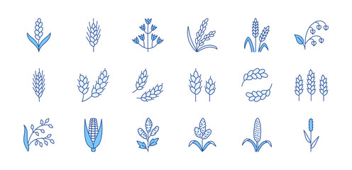 Cereals doodle illustration including icons - pearl millet, agriculture, wheat, barley, rice, timothy grass, buckwheat, proso, sorghum. Thin line art about grain plants. Blue Color, Editable Stroke