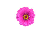 Fototapeta Koty - Purple Zinnia flower head on transparent background