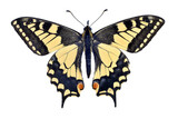 Fototapeta Koty - Old world swallowtail butterfly on transparent background