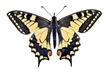 Old World Swallowtail Butterfly On Transparent Background