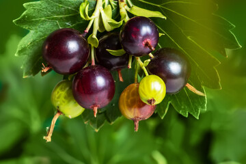 The jostaberry Ribes nidigrolaria hybrid of a black currant and gooseberry in the garden.