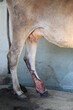 Cow affected with Lumpy Skin Disease or LSD. Cattle leg skin is rotten because of viral and bacterial infection. Quarantine and vaccination can prevent the disease. It is caused by Capripoxvirus.