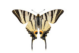 Fototapeta Koty - Scarce Swallowtail butterfly on transparent background
