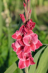 Wall Mural - gladiolus in pink tones in a garden.