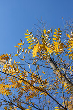 Autumn Fall Colorful Yellow Tree Leaves Against Blue Sky