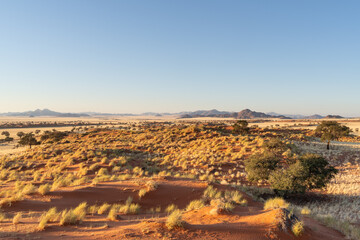 Wall Mural - Desert landscape with acacia trees red sand dunes and grass in NamibRand Nature Reserve,  Namib, Namibia