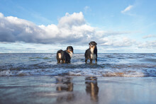Dogs Plays In Water. Two Active Australian Shepherd Jumping . Active Holiday With A Pet