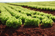 Lettuce plantation in Brazil. high standard agriculture