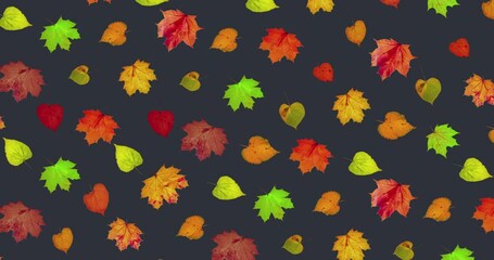 Wall Mural - Animated pattern of rotating dry autumn leaves with congratulations on blackboard background, happy thanksgiving day background concept