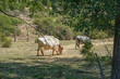 Vacas Berrenda Colorado o marrón pastando a la sombra en verano en la dehesa.