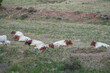 Grupo de Vacas Berrendas en Colorado o Marrón en una dehesa a primer hora del día en Teruel - Aragón 