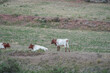 Grupo de Vacas Berrendas en Colorado o Marrón en una dehesa a primer hora del día en Teruel - Aragón 