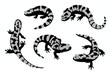 marbled salamander set vector	