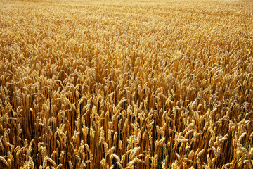 Wall Mural - Ripe wheat spikelets on golden field glowing by the orange sunset light. Industrial and nature background. Ukraine, Europe