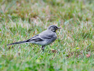 Wall Mural - White Wagtail Bird
This is one of the most useful birds. She destroys mosquitoes and flies, which she deftly chases in the air. It's a songbird.