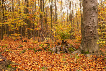 Wall Mural - Walk through the autumn beech forest in cloudy weather