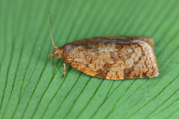 Wall Mural - Adoxophyes reticulana moth of Tortricidae family on a green leaf.